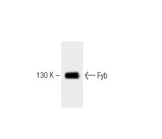 Fyb Antibody (5) - Western Blotting - Image 60389