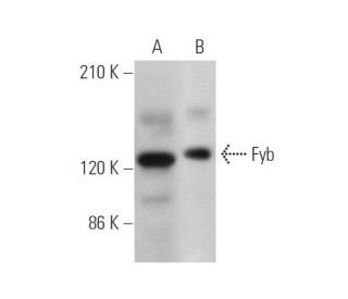 Fyb Antibody (C-8) - Western Blotting - Image 346488