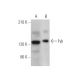 Fyb Antibody (C-8) - Western Blotting - Image 346488