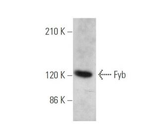 Fyb Antibody (H-3) - Western Blotting - Image 346489