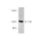Fyb Antibody (H-3) - Western Blotting - Image 346489