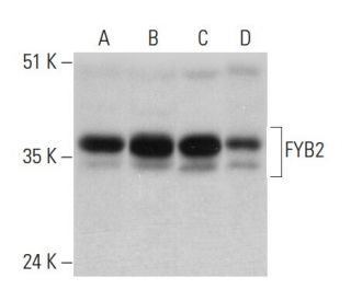FYB2 Antibody (G-2) - Western Blotting - Image 333569 