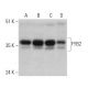 FYB2 Antibody (G-2) - Western Blotting - Image 333569 