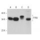 FYB2 Antibody (G-2) - Western Blotting - Image 369076 