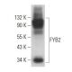 FYB2 Antibody (G-2) - Western Blotting - Image 371981