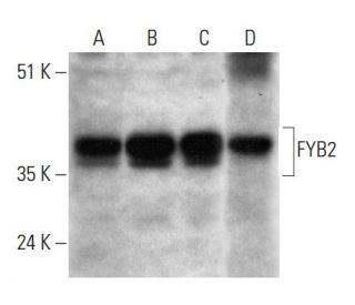 FYB2 Antibody (G-6) - Western Blotting - Image 333572 