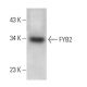 FYB2 Antibody (G-6) - Western Blotting - Image 369071