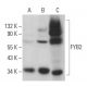FYB2 Antibody (G-6) - Western Blotting - Image 371982 