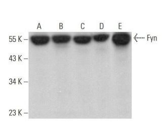 Fyn Antibody (E-3) - Western Blotting - Image 353166 