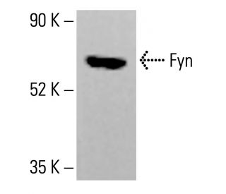 Fyn Antibody (E-12) - Western Blotting - Image 413935