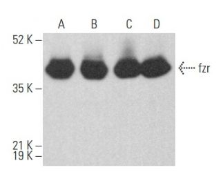 fzr Antibody (AR38.2) - Western Blotting - Image 357128 
