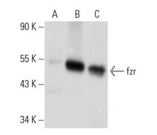 fzr Antibody (B-6) - Western Blotting - Image 93696 