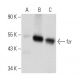 fzr Antibody (B-6) - Western Blotting - Image 93696 