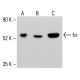 fzr Antibody (B-6) - Western Blotting - Image 413780