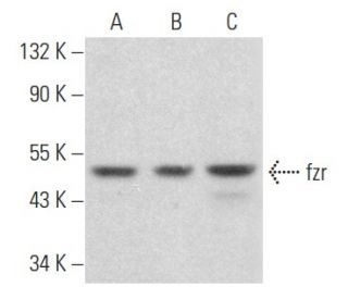 fzr Antibody (DCS-266) - Western Blotting - Image 357120 