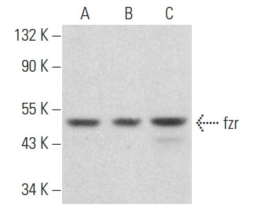 fzr Antibody (DCS-266) | SCBT - Santa Cruz Biotechnology