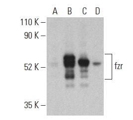 fzr Antibody (DCS-266) | SCBT - Santa Cruz Biotechnology