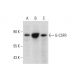 G-CSFR Antibody (A-7) - Western Blotting - Image 325189
