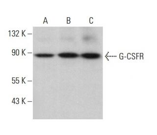 western blotting image from recommended G-CSFR (A-7) monoclonal antibody replacement. Image 381852