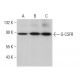 western blotting image from recommended G-CSFR (A-7) monoclonal antibody replacement. Image 381852