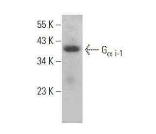 G<sub>α i-1</sub>/GNAI1 Antibody (B-11) - Western Blotting - Image 381280