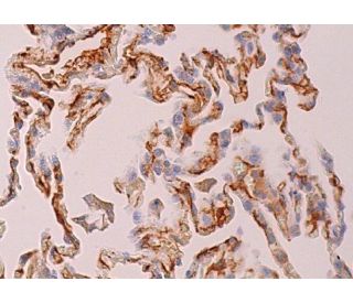 G2A Antibody (N-20): sc-19488