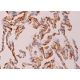 immunohistochemistry image from recommended G2A (G-5) monoclonal antibody replacement. Image 370326