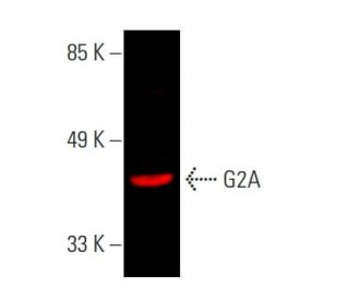 G2A Antibody (G-5) - Western Blotting - Image 386968