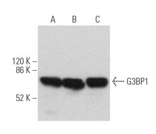 western blotting image from recommended G3BP1 (H-10) monoclonal antibody replacement. Image 361108