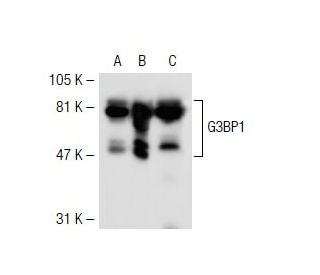 G3BP1 Antibody (TT-Y) - Western Blotting - Image 40466 