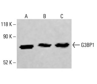 G3BP1 Antibody (H-10) - Western Blotting - Image 414272