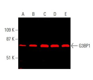 G3BP1 Antibody (H-10) - Western Blotting - Image 378881