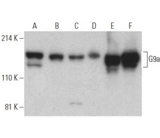 G9a Antibody (C-9) - Western Blotting - Image 400013Each CRISPR/Cas9 Knockout (KO) Plasmid product consists of a pool of 3 plasmids designed to ensure identification and cleavage of a specific gene for maximum knockout efficiency. Each plasmid encodes a unique 20 nt sequence derived from the GeCKO (v2) library.