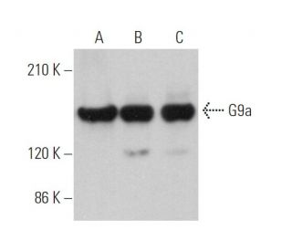 G9a Antibody (C-9) - Western Blotting - Image 371342