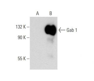 Gab 1 Antibody (G-9) - Western Blotting - Image 137543