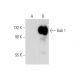 Gab 1 Antibody (G-9) - Western Blotting - Image 137543