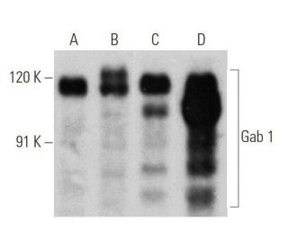 western blotting image from recommended Gab 1 (H-7) monoclonal antibody replacement. Image 355251