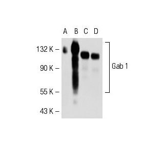 Gab 1 Antibody (H-7) - Western Blotting - Image 52671