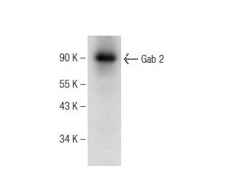 western blotting image from recommended Gab 2 (H-6) monoclonal antibody replacement. Image 142626