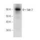 western blotting image from recommended Gab 2 (H-6) monoclonal antibody replacement. Image 142626