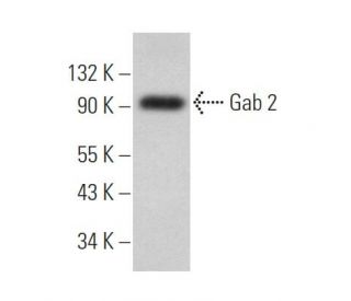 Gab 2 Antibody (H-6) - Western Blotting - Image 360659