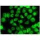 Gab 3 Antibody (E-1) - Immunofluorescence - Image 296380