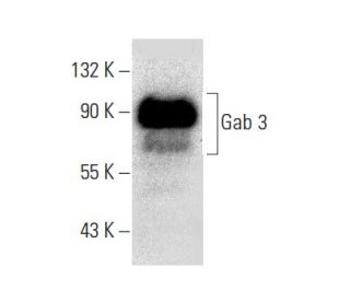 Gab 3 Antibody (E-1) - Western Blotting - Image 133402 
