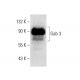 Gab 3 Antibody (E-1) - Western Blotting - Image 133402 