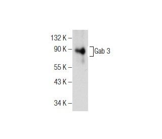 Gab 3 Antibody (F-1) - Western Blotting - Image 155571 