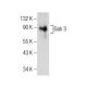 Gab 3 Antibody (F-1) - Western Blotting - Image 155571 