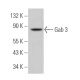 Gab 3 Antibody (F-1) - Western Blotting - Image 367431 