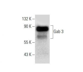 Gab 3 Antibody (G-3) - Western Blotting - Image 133403