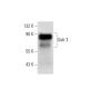 Gab 3 Antibody (G-3) - Western Blotting - Image 133403