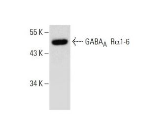 western blotting image from recommended GABAA R&alpha;1-6 (E-8) monoclonal antibody replacement. Image 299283
